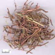 Rubia cordifolia